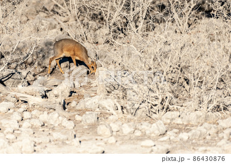 A Dik Dik hiding behind bushes in Etosha 86430876