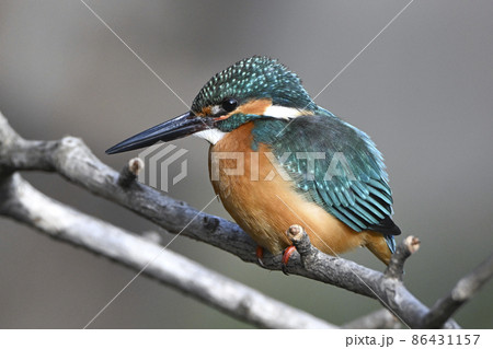 都会のカワセミ 86431157