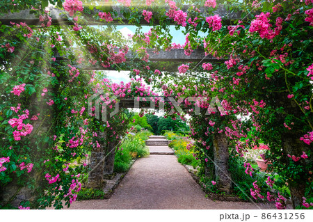 Pink roses entwined around pavilion on summer day Pink roses entwined around pavilion on summer day 86431256