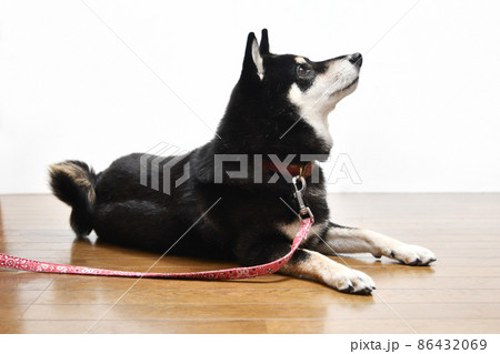 床に座った黒い柴犬 86432069