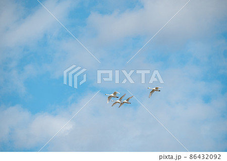 青空に羽ばたく白鳥 青空に羽ばたく白鳥 86432092