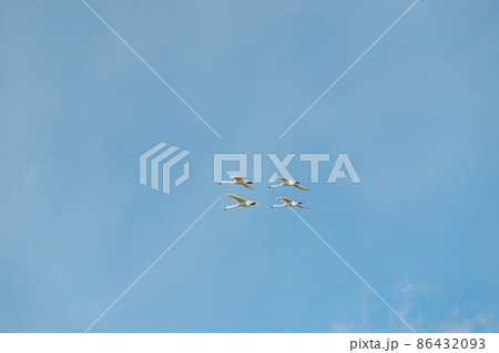 青空を飛ぶ白鳥 青空を飛ぶ白鳥 86432093