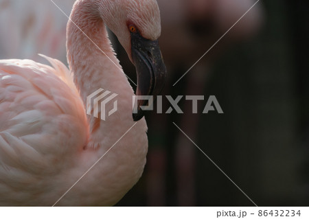 フラミンゴの仲間のコフラミンゴの上半身。右向き。 86432234