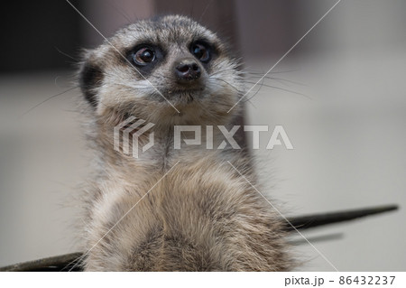 立ち上がって何かを見ているミーアキャット。上半身。 立ち上がって何かを見ているミーアキャット。上半身。 86432237