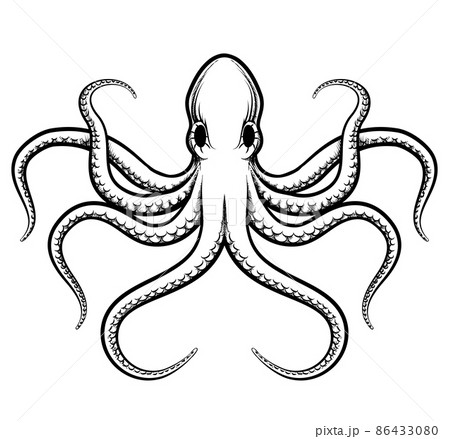 Vector octopus illustration Vector octopus illustration 86433080