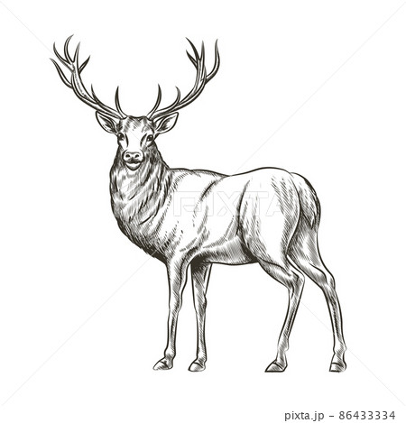 Hand drawn deer 86433334