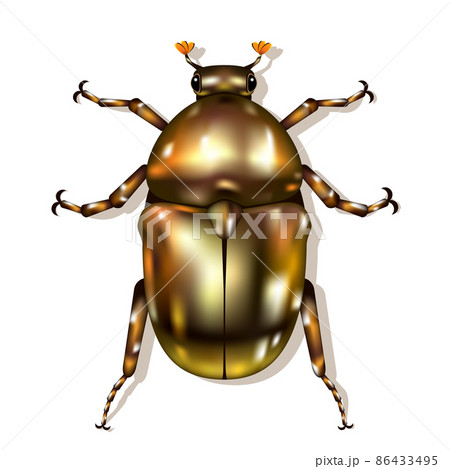 Vector Beetle Vector Beetle 86433495