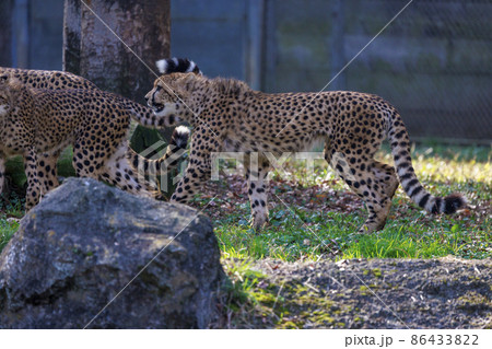 チーターの子ども(多摩動物公園) チーターの子ども(多摩動物公園) 86433822