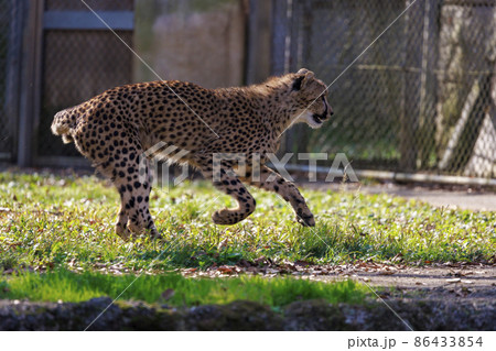 チーターの子ども(多摩動物公園) チーターの子ども(多摩動物公園) 86433854
