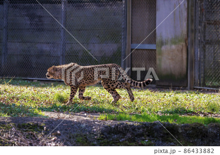 チーターの子ども(多摩動物公園) 86433882