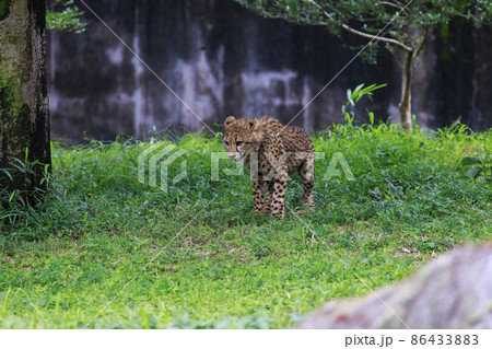 チーターの子ども(多摩動物公園) チーターの子ども(多摩動物公園) 86433883