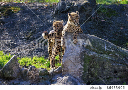 チーターの子ども(多摩動物公園) チーターの子ども(多摩動物公園) 86433906