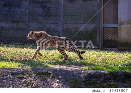 チーターの子ども(多摩動物公園) チーターの子ども(多摩動物公園) 86433907