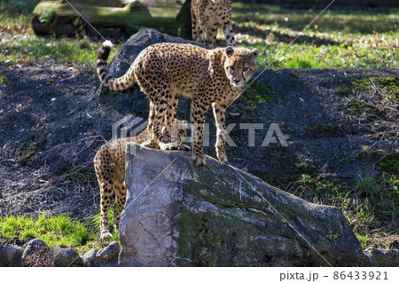 チーターの子ども(多摩動物公園) 86433921