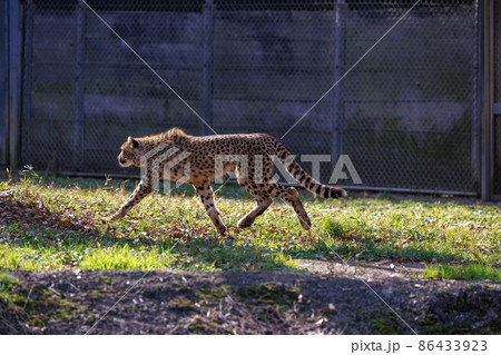 チーターの子ども(多摩動物公園) チーターの子ども(多摩動物公園) 86433923