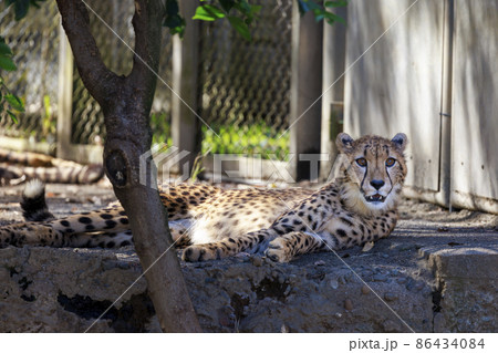 チーターの子ども(多摩動物公園) 86434084