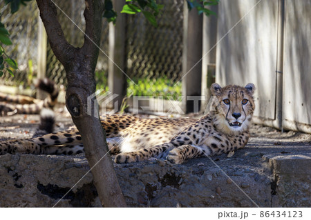 チーターの子ども(多摩動物公園) チーターの子ども(多摩動物公園) 86434123