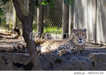 チーターの子ども(多摩動物公園) チーターの子ども(多摩動物公園) 86434129