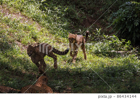 チーターの子ども(多摩動物公園) 86434144
