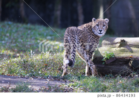 チーターの子ども(多摩動物公園) 86434193