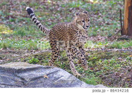 チーターの子ども(多摩動物公園) チーターの子ども(多摩動物公園) 86434216