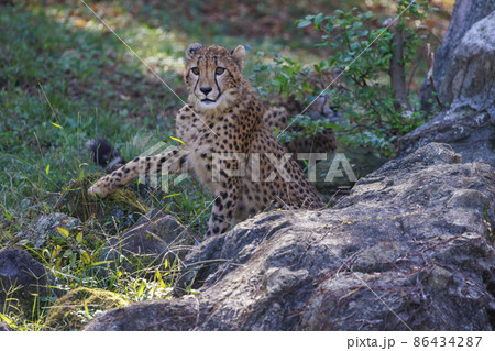 チーターの子ども(多摩動物公園) チーターの子ども(多摩動物公園) 86434287