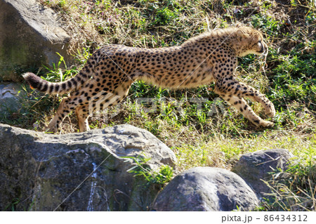 チーターの子ども(多摩動物公園) チーターの子ども(多摩動物公園) 86434312