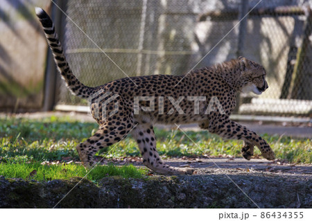 チーターの子ども(多摩動物公園) チーターの子ども(多摩動物公園) 86434355