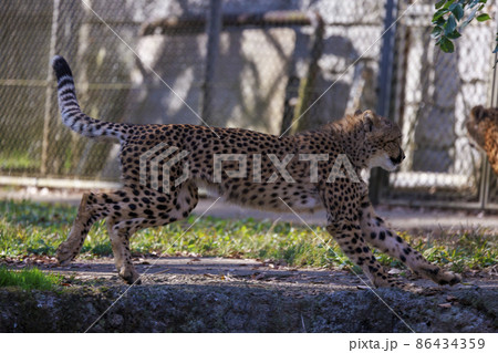 チーターの子ども(多摩動物公園) チーターの子ども(多摩動物公園) 86434359