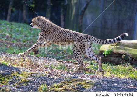 チーターの子ども(多摩動物公園) チーターの子ども(多摩動物公園) 86434361