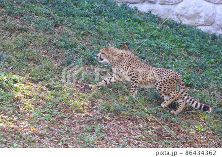 チーターの子ども(多摩動物公園) 86434362
