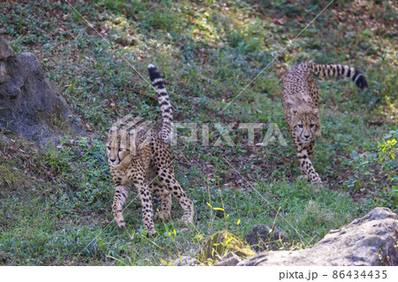 チーターの子ども(多摩動物公園) チーターの子ども(多摩動物公園) 86434435