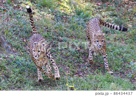 チーターの子ども(多摩動物公園) チーターの子ども(多摩動物公園) 86434437