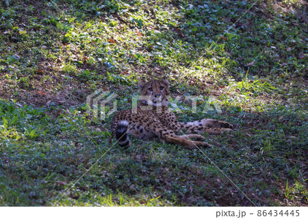チーターの子ども(多摩動物公園) 86434445
