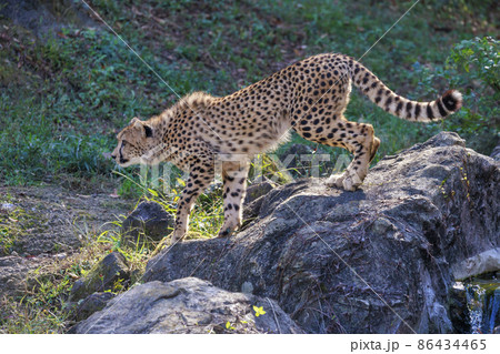 チーターの子ども(多摩動物公園) チーターの子ども(多摩動物公園) 86434465