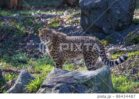 チーターの子ども(多摩動物公園) チーターの子ども(多摩動物公園) 86434487