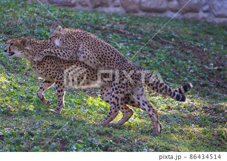 チーターの子ども(多摩動物公園) チーターの子ども(多摩動物公園) 86434514