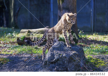 チーターの子ども(多摩動物公園) チーターの子ども(多摩動物公園) 86434532