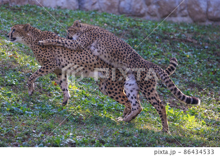 チーターの子ども(多摩動物公園) 86434533
