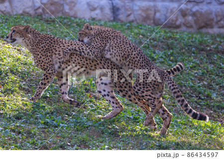 チーターの子ども(多摩動物公園) チーターの子ども(多摩動物公園) 86434597