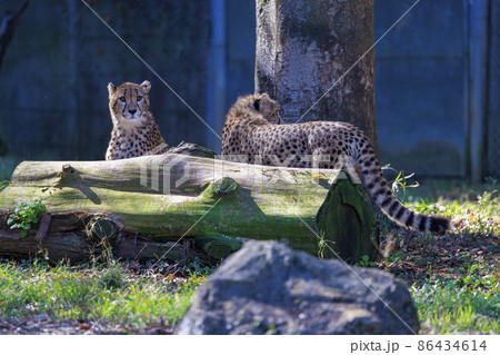 チーターの子ども(多摩動物公園) 86434614