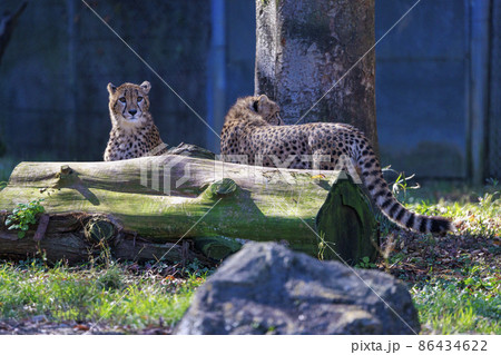 チーターの子ども(多摩動物公園) チーターの子ども(多摩動物公園) 86434622