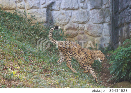 チーターの子ども(多摩動物公園) チーターの子ども(多摩動物公園) 86434623