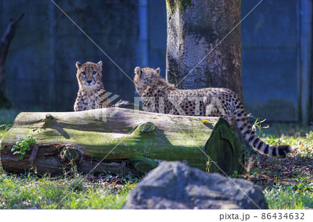 チーターの子ども(多摩動物公園) チーターの子ども(多摩動物公園) 86434632