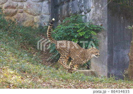 チーターの子ども(多摩動物公園) チーターの子ども(多摩動物公園) 86434635
