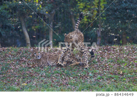 チーターの子ども(多摩動物公園) チーターの子ども(多摩動物公園) 86434649