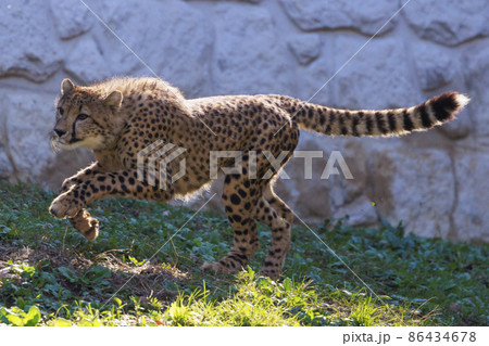 チーターの子ども(多摩動物公園) 86434678