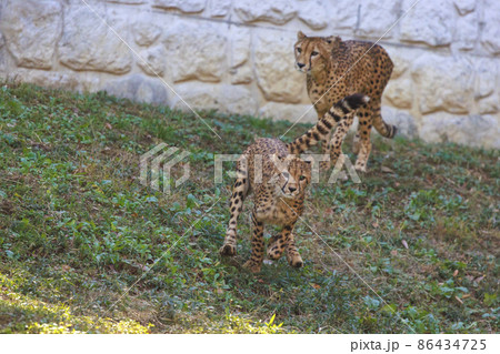 チーターの子ども(多摩動物公園) 86434725
