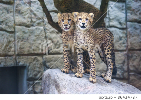 チーターの子ども(多摩動物公園) 86434737