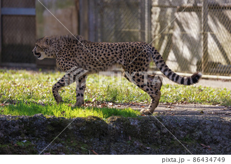 チーターの子ども(多摩動物公園) チーターの子ども(多摩動物公園) 86434749